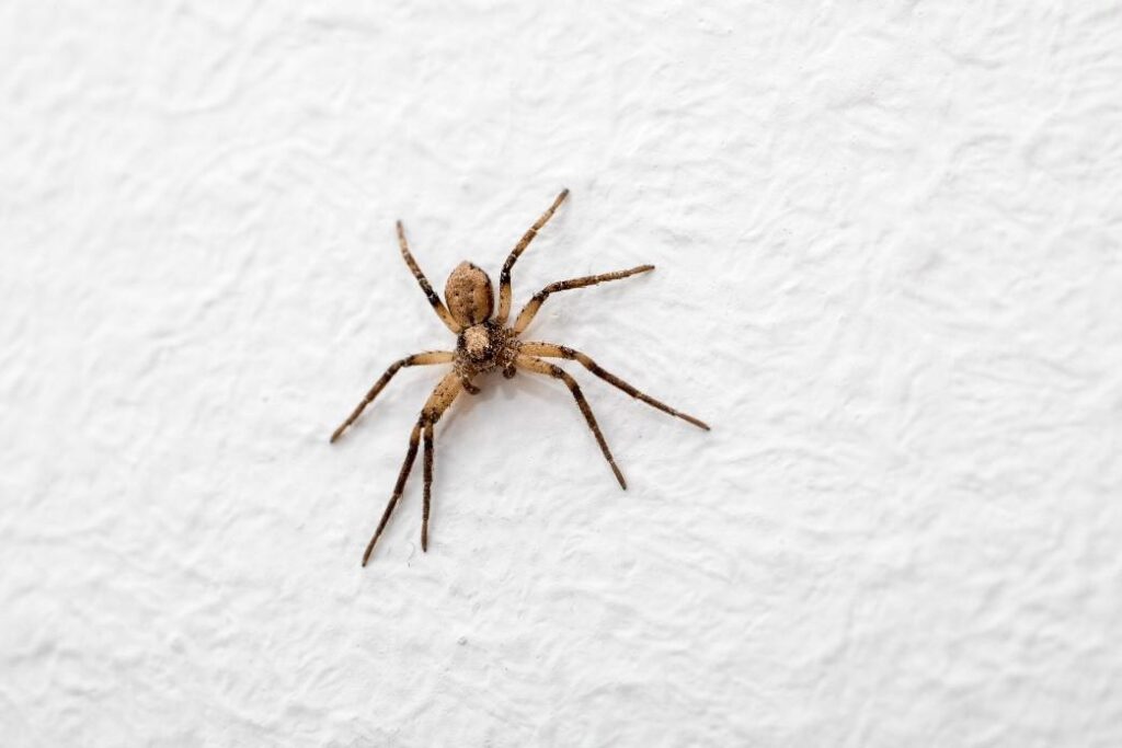 Common House Spider: What It Looks Like and Why It Enters Homes common house spider